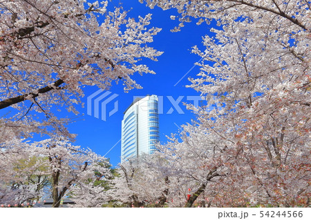 【群馬県】高崎公園の満開桜と高崎市役所 【群馬県】高崎公園の満開桜と高崎市役所 54244566