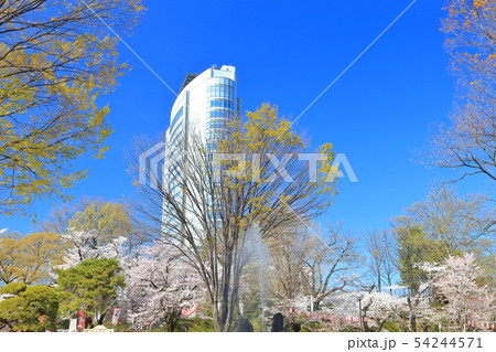 【群馬県】高崎公園の満開桜と高崎市役所 【群馬県】高崎公園の満開桜と高崎市役所 54244571