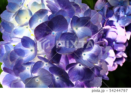 紫陽花 54244797