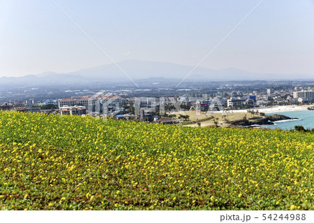 菜種 ジョチョンウプ 済州市 54244988