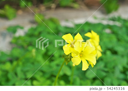 黄色のオキザリスの花 54245316