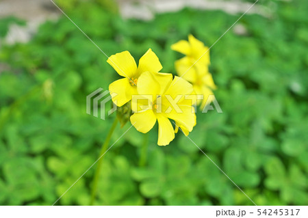 黄色のオキザリスの花 54245317