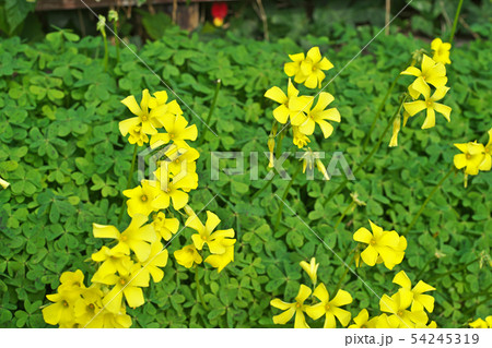 黄色のオキザリスの花 54245319
