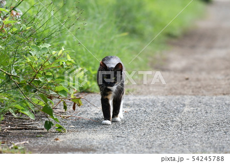 猫・野良猫・錆柄・クロちゃん・メス・産後・息抜き・六月・散歩 54245788
