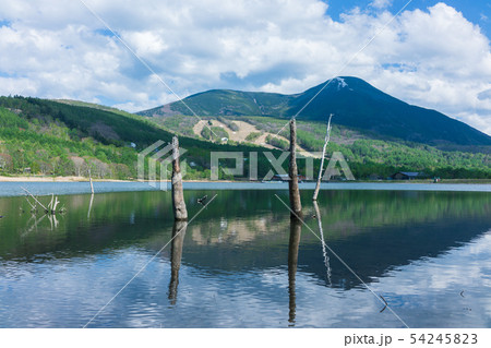女神湖：新緑と枯木と蓼科山　　　　　北佐久郡立科町 54245823