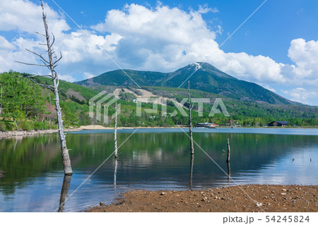 女神湖：新緑と枯木と蓼科山　　　　　北佐久郡立科町 54245824