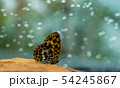 蝶 チョウ 蝴蝶 54245867