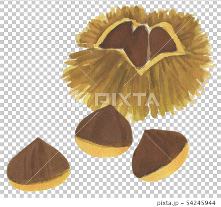 Hand drawn nuts chestnut - Stock Illustration [54245944] - PIXTA