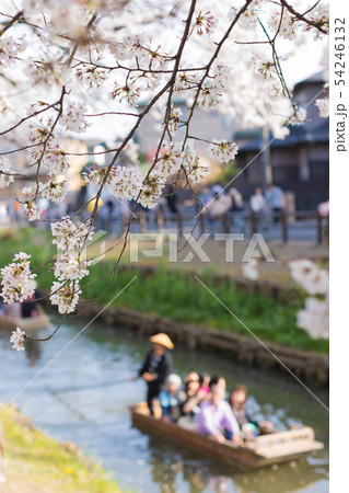 桜並木と小舟 54246132