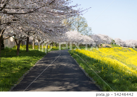 土手に咲く菜の花と桜並木 土手に咲く菜の花と桜並木 54246442