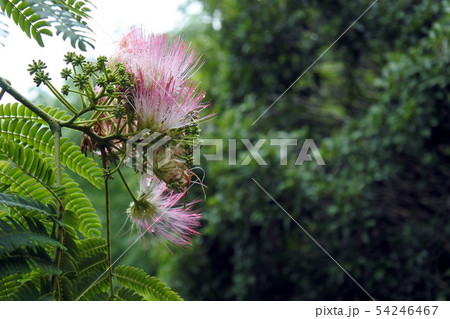 ねむの木 ねむの木 54246467