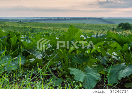 Garden beds with green pumpkin leaves 54246734