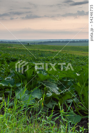 Garden beds with green pumpkin leaves 54246735