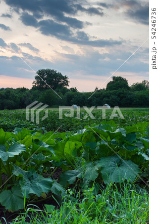 Garden beds with green pumpkin leaves 54246736