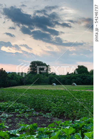 Garden beds at dawn 54246737