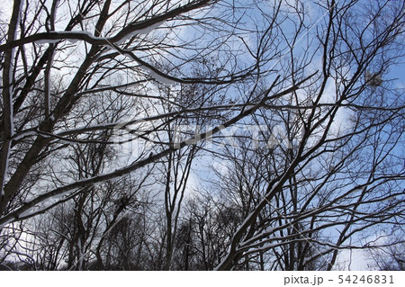 冬木立 冬木立 54246831
