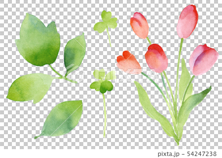 Water color flower Water color flower 54247238