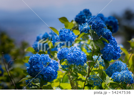 紫陽花 54247536