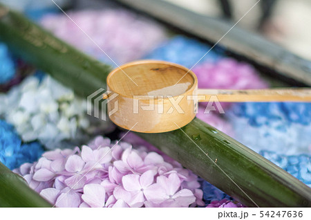 柳谷観音の紫陽花 柳谷観音の紫陽花 54247636