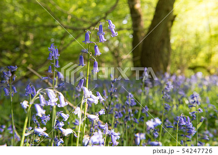 ブルーベルの森 イギリス ブルーベルの森 イギリス 54247726