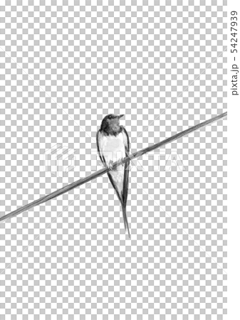 燕子電線水彩單調水墨畫風格 54247939