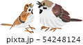 スズメの親子 54248124