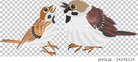 Sparrow parent and child 54248124