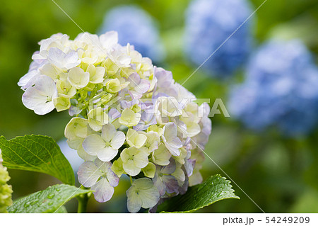 紫陽花の花 紫陽花の花 54249209