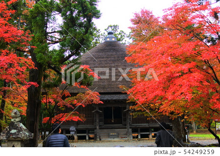 毛越寺の紅葉 54249259