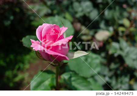 ピンクの薔薇１輪 54249475