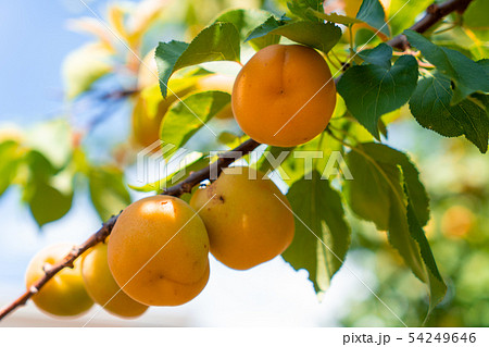 あんず あんず 54249646