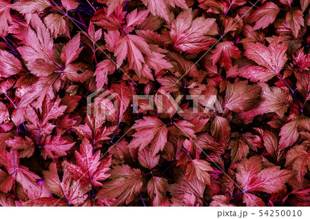 Beautiful red leaves texture of Mugwort plant - Beautiful red leaves texture of Mugwort plant - 54250010