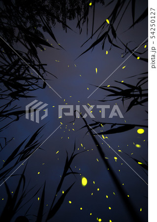 ホタル 夏 緑 54250127