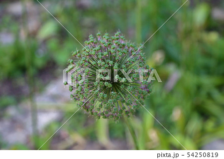 Unusual prickly flower of Allium Unusual prickly flower of Allium 54250819