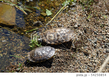 Turtles and muddy water Turtles and muddy water 54250854