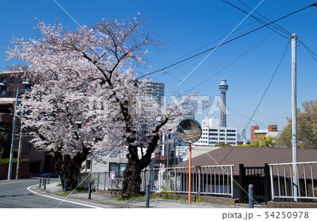 横浜 谷戸坂の桜並木(伐採前最後の姿) 横浜 谷戸坂の桜並木(伐採前最後の姿) 54250978