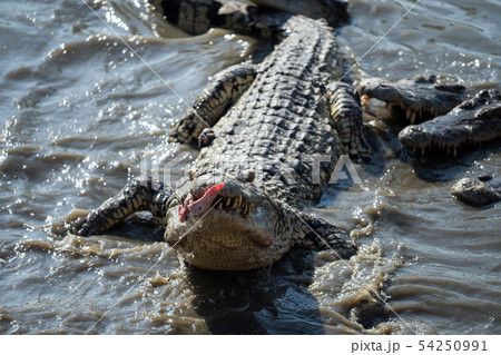 crocodile eat meat feeding by visitor on mud pond crocodile eat meat feeding by visitor on mud pond 54250991