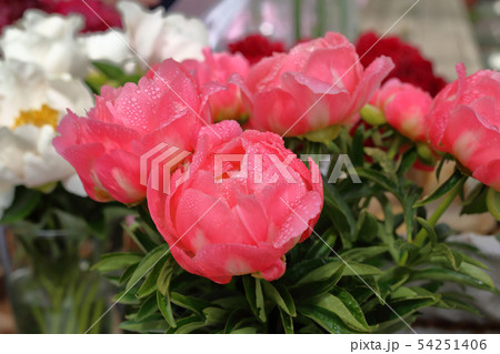 Bright peony bloom Bright peony bloom 54251406