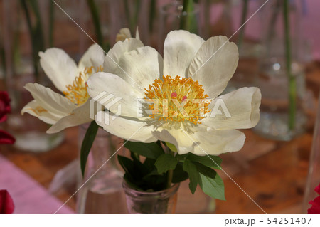 Bright peony bloom Bright peony bloom 54251407