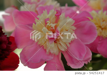 Bright peony bloom Bright peony bloom 54251417