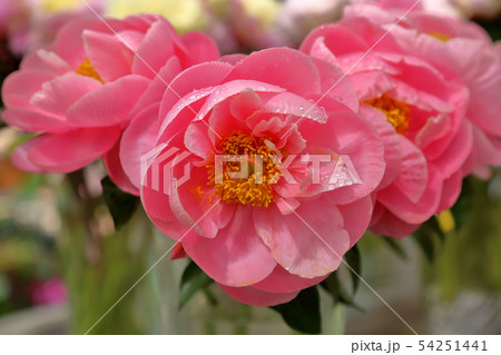 Bright peony bloom Bright peony bloom 54251441