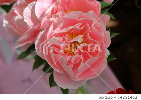 Bright peony bloom Bright peony bloom 54251452