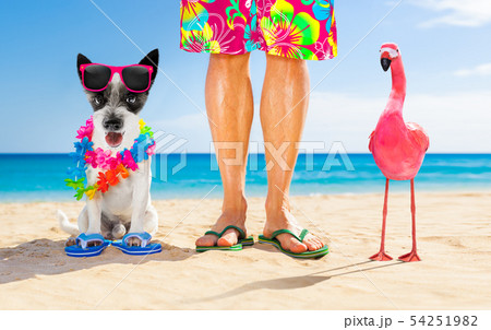 dog and owner  summer holidays 54251982