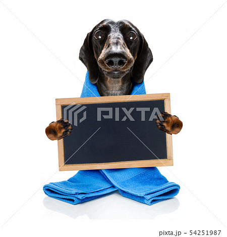 dog with a bathrobe  dressing gown 54251987