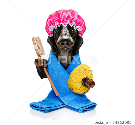 dog with a bathrobe  dressing gown 54252006