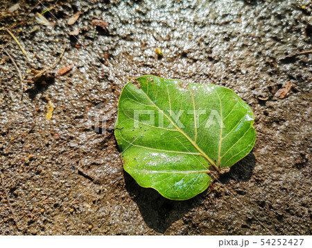 Pho leaves on the ground with water 54252427