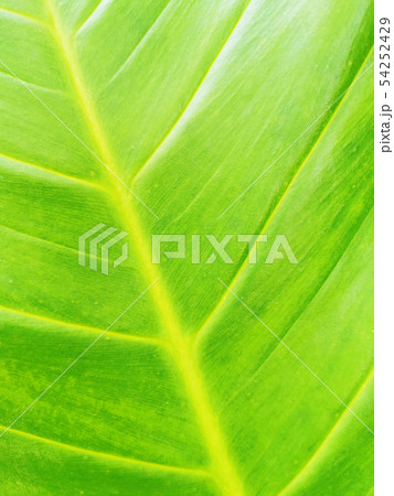 Abstract green leaf texture for background 54252429