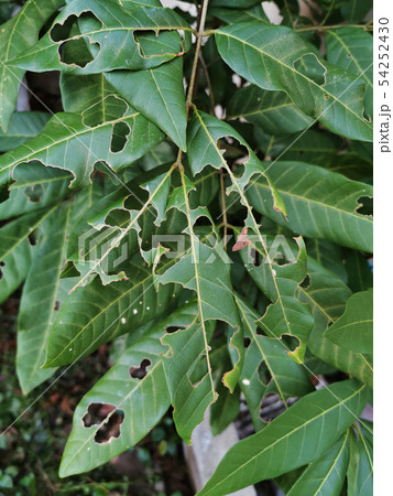 Slug damage of green leaf 54252430