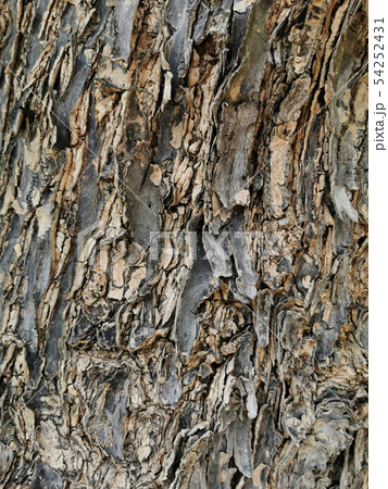 Bark texture of the old tree 54252431