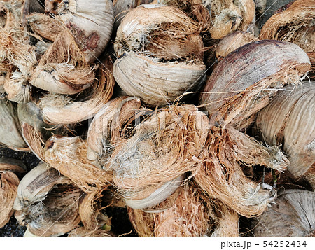 Brown dry husk of coconut peel 54252434